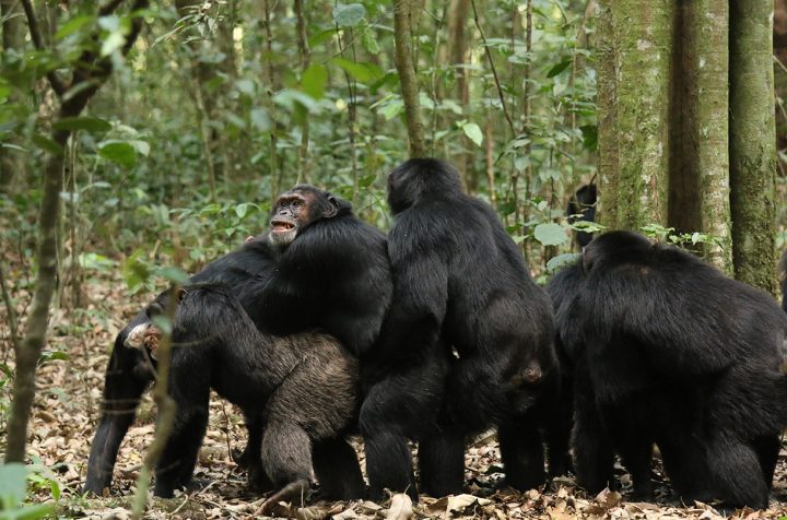 Guerra en la selva: La mayor comunidad de chimpancés del mundo se divide y desata una ola de violencia