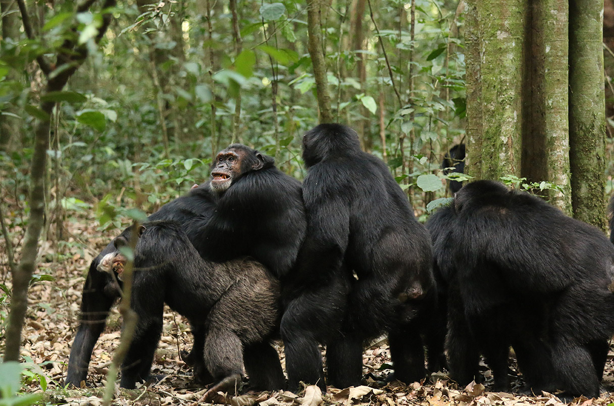 Guerra en la selva: La mayor comunidad de chimpancés del mundo se divide y desata una ola de violencia