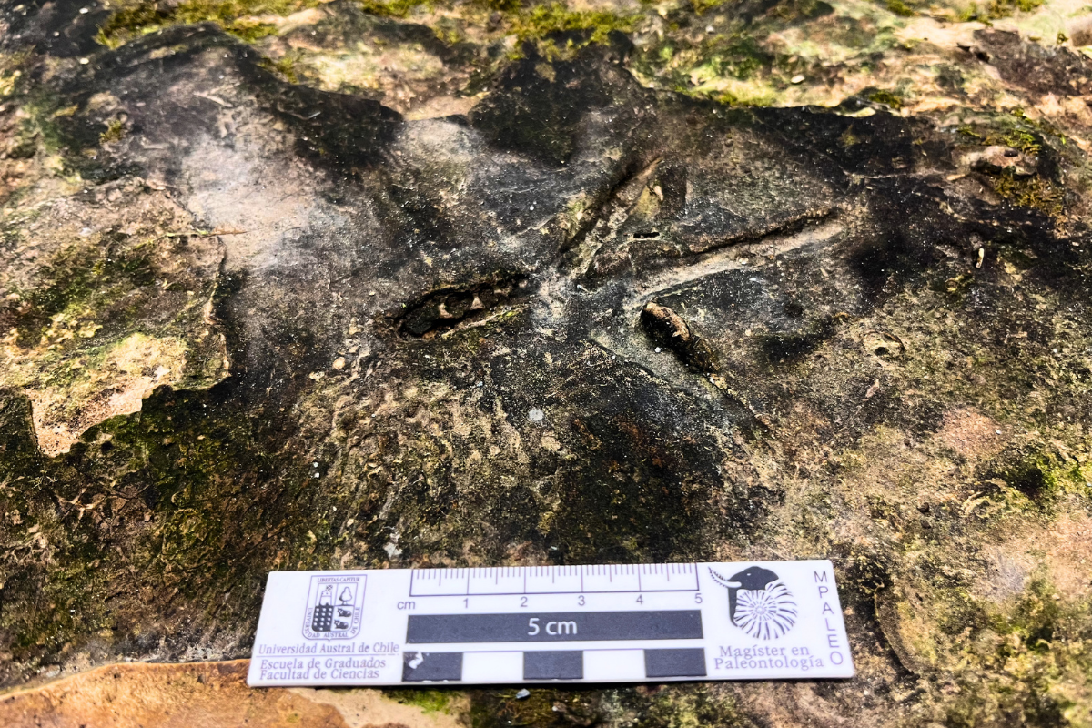 Descubren en Pilauco huellas de aves de más de 100 mil años