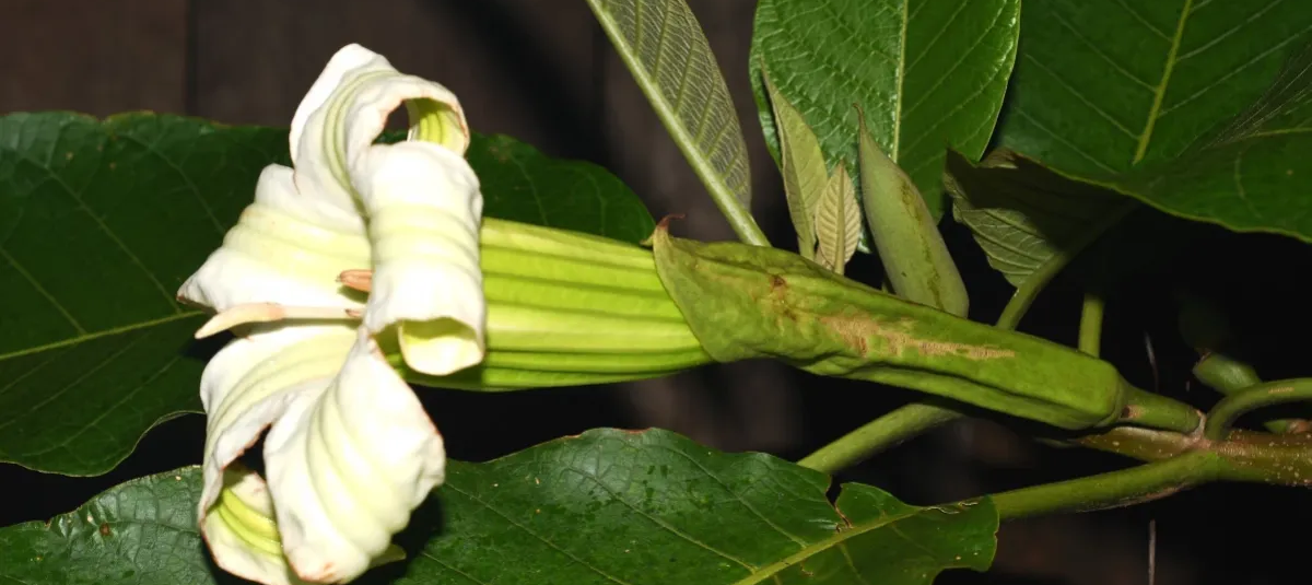 Nuevo género de árbol es descubierto en los Andes de Colombia y Perú
