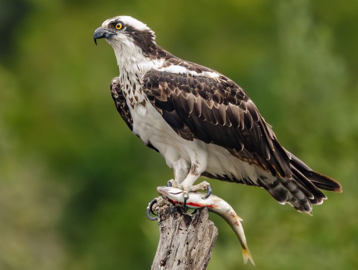 Registran inusual avistamiento de águila pescadora en el Parque Tricao en Santo Domingo