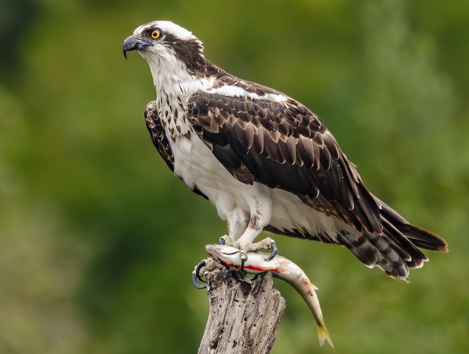Registran inusual avistamiento de águila pescadora en el Parque Tricao en Santo Domingo