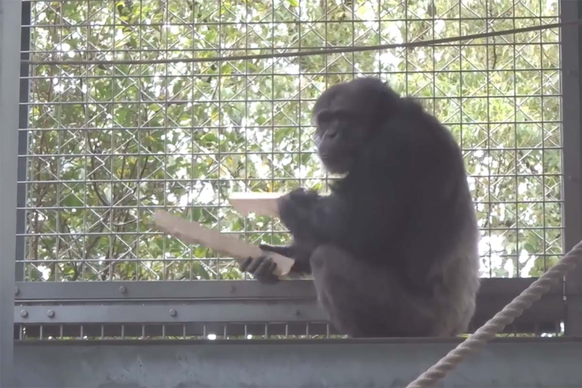 Chimpancé sorprende al combinar percusión con sonidos estructurados similares a vocalizaciones