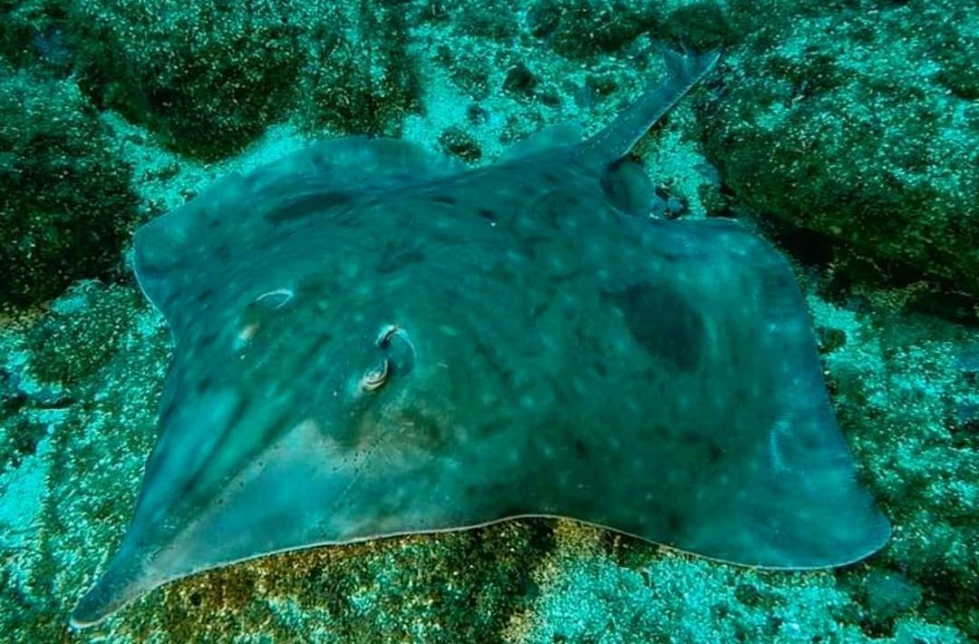 Raya volantín podría desplazarse hacia el sur por efecto del cambio climático