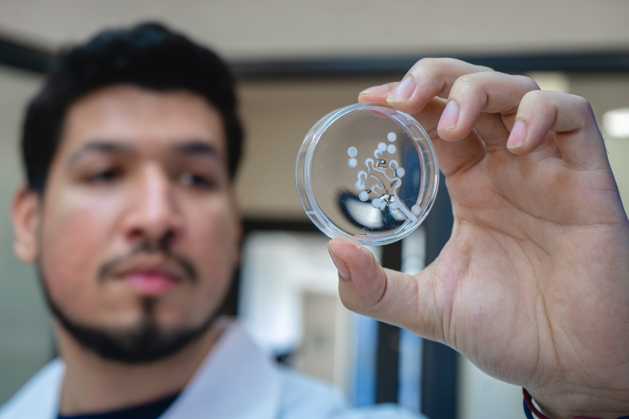 Investigadores desarrollan un hidrogel con veneno de avispa para curar heridas de pie diabético