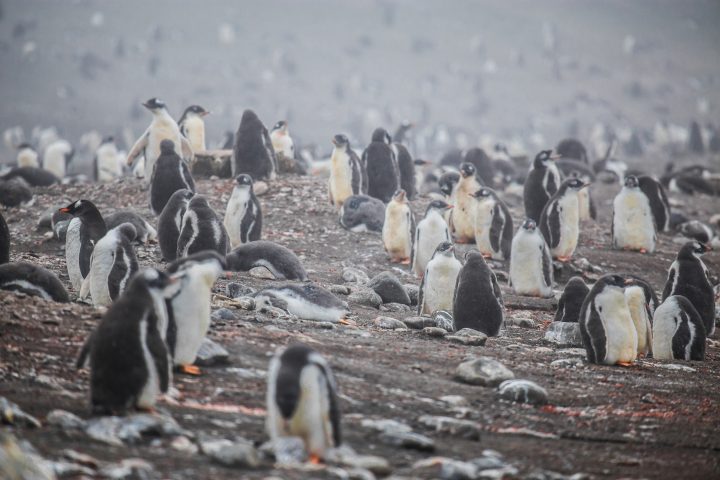 Inteligencia artificial permite monitorear colonias de pingüinos barbijo en la Antártica