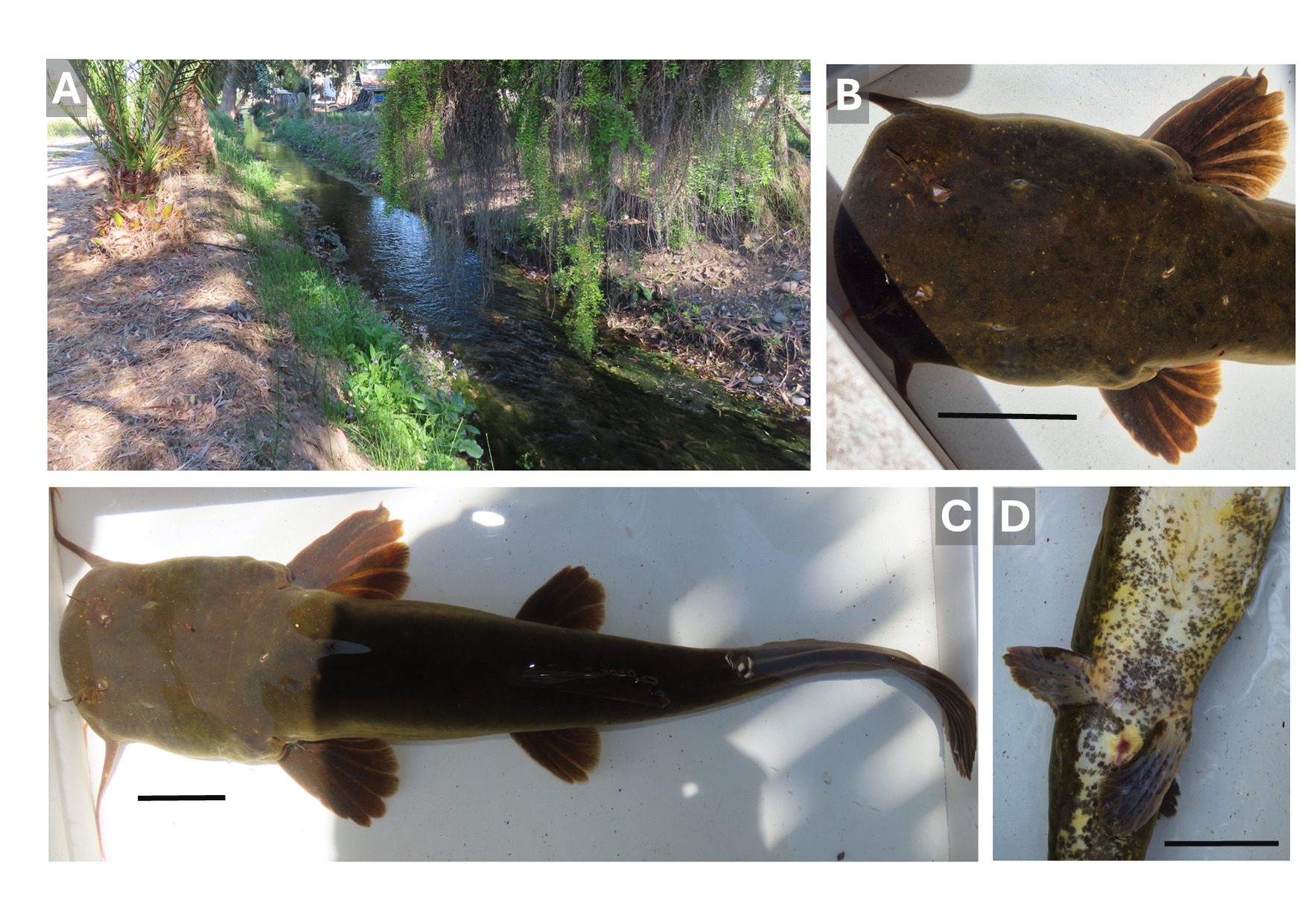 Hallazgo en el río Maipo: Encuentran ejemplar de un 