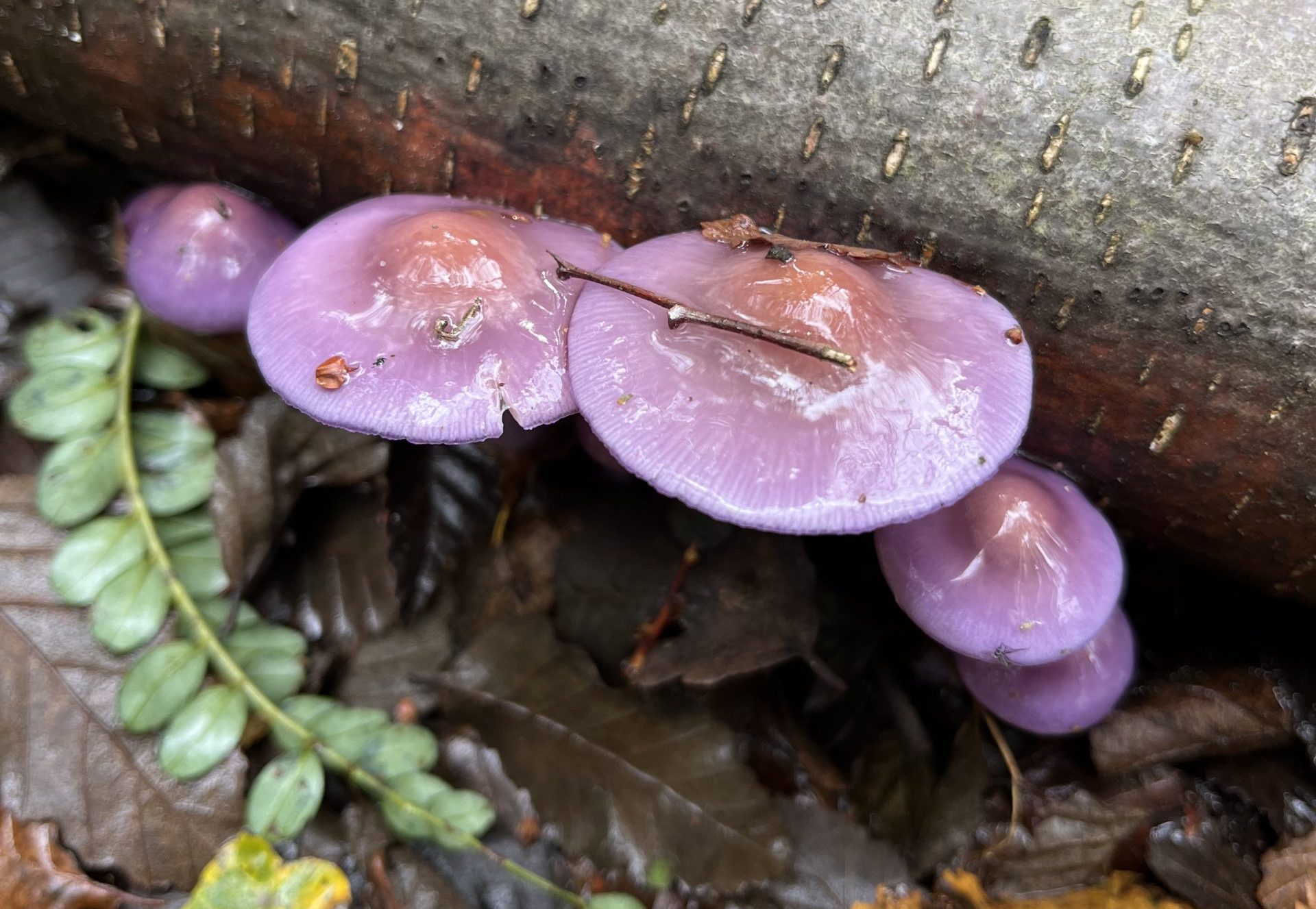 Reino Fungi en Chile: El calendario de festivales para esta temporada