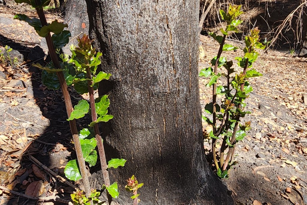 Regeneración en Penco: A dos meses y medio de los incendios forestales 24 especies rebrotan