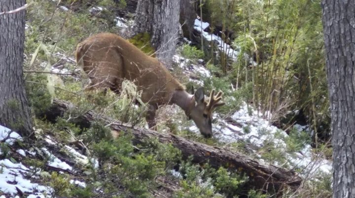 Newenche: El huemul que registra récord histórico en desplazamiento tras recorrer 116 kilómetros
