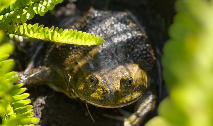 Registran avistamiento de la Rana Chilena en Parque Tricao: Especie en estado vulnerable de conservación