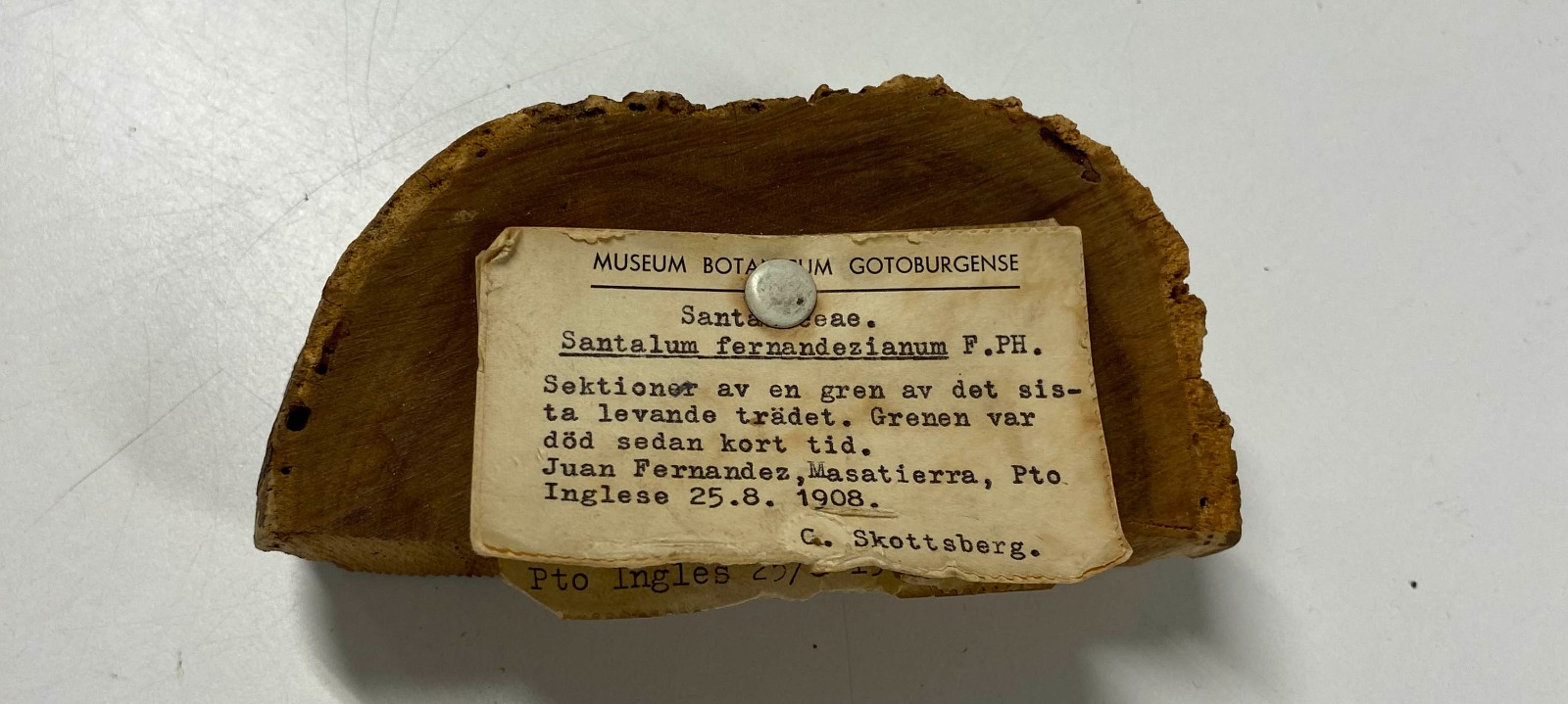 Buscan descifrar los secretos del sándalo extinto de Juan Fernández tras repatriación desde Suecia