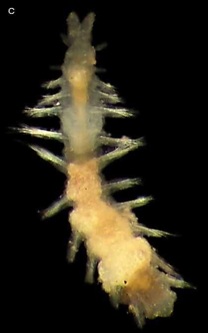 Anguillosyllis villarae.