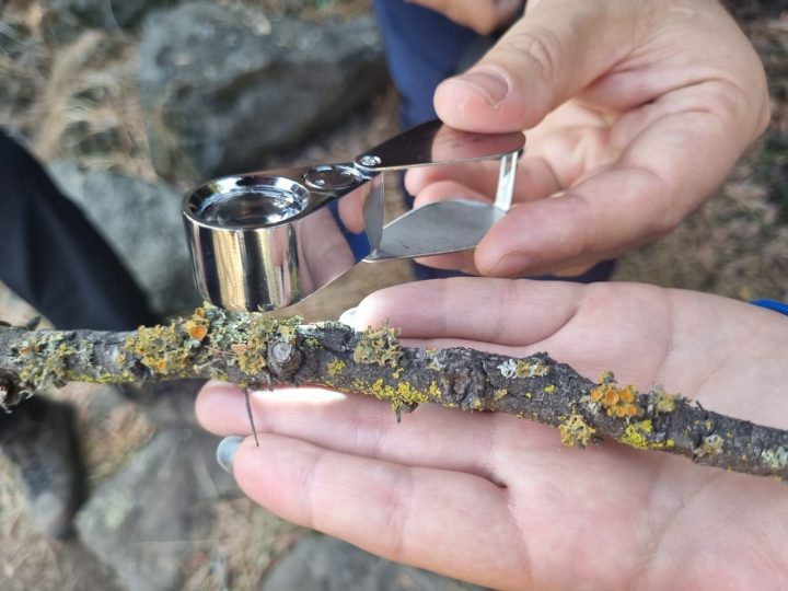 El fascinante reino fungi se toma la precordillera de Santiago en Parque Cantalao