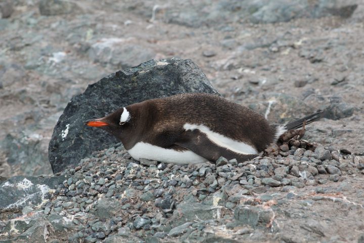 Estudio genómico confirma la existencia de cuatro especies de pingüino de papúa