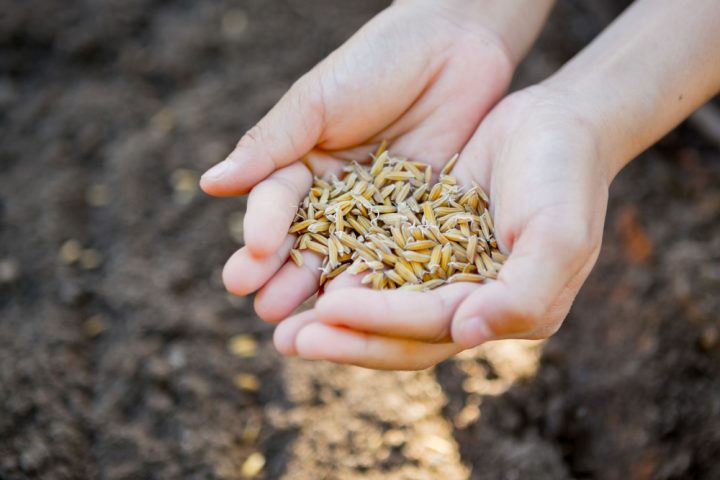 Las semillas pueden “escuchar” la lluvia y germinar más rápido