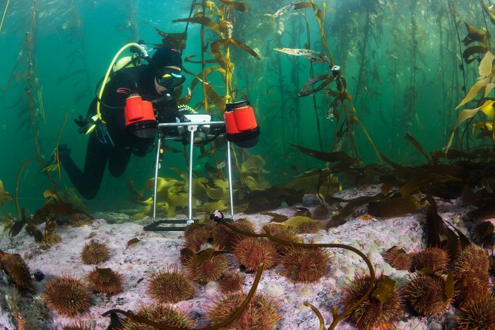 Expedición científica busca salvar los bosques de algas del sur de Chile