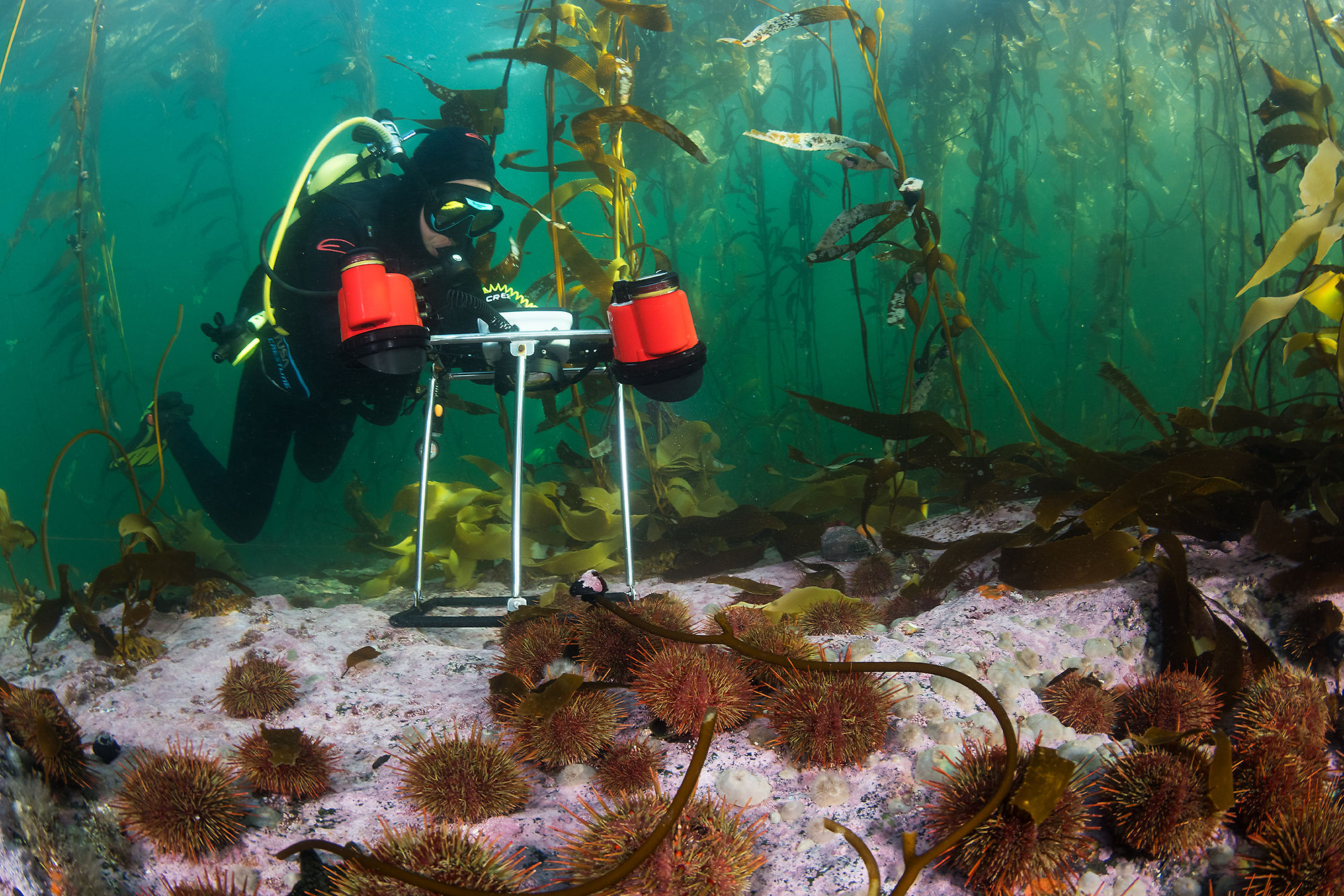 Expedición científica busca salvar los bosques de algas del sur de Chile