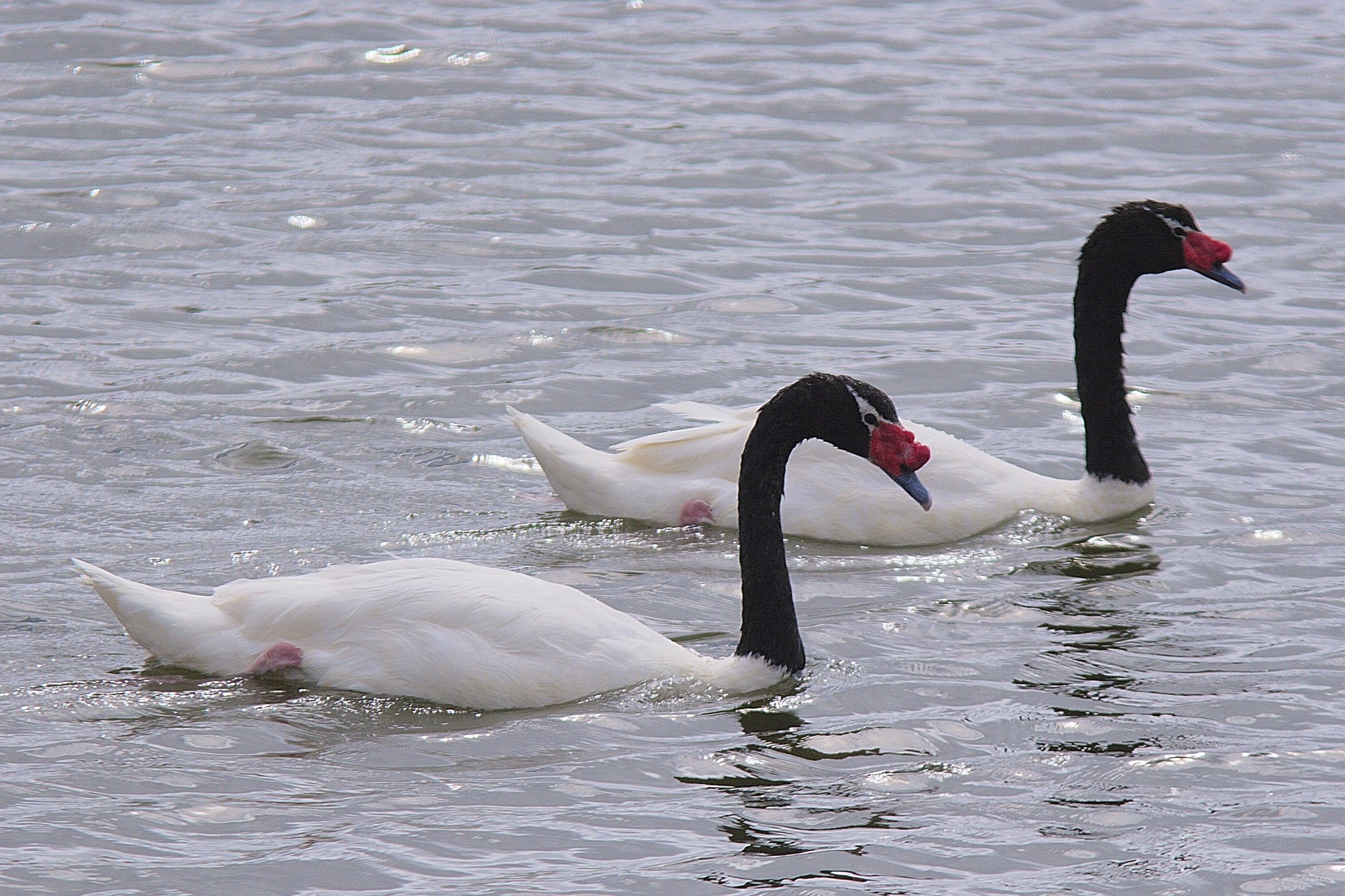 Confirman presencia de Influenza Aviar en cisne de cuello negro en humedal de Río Cruces