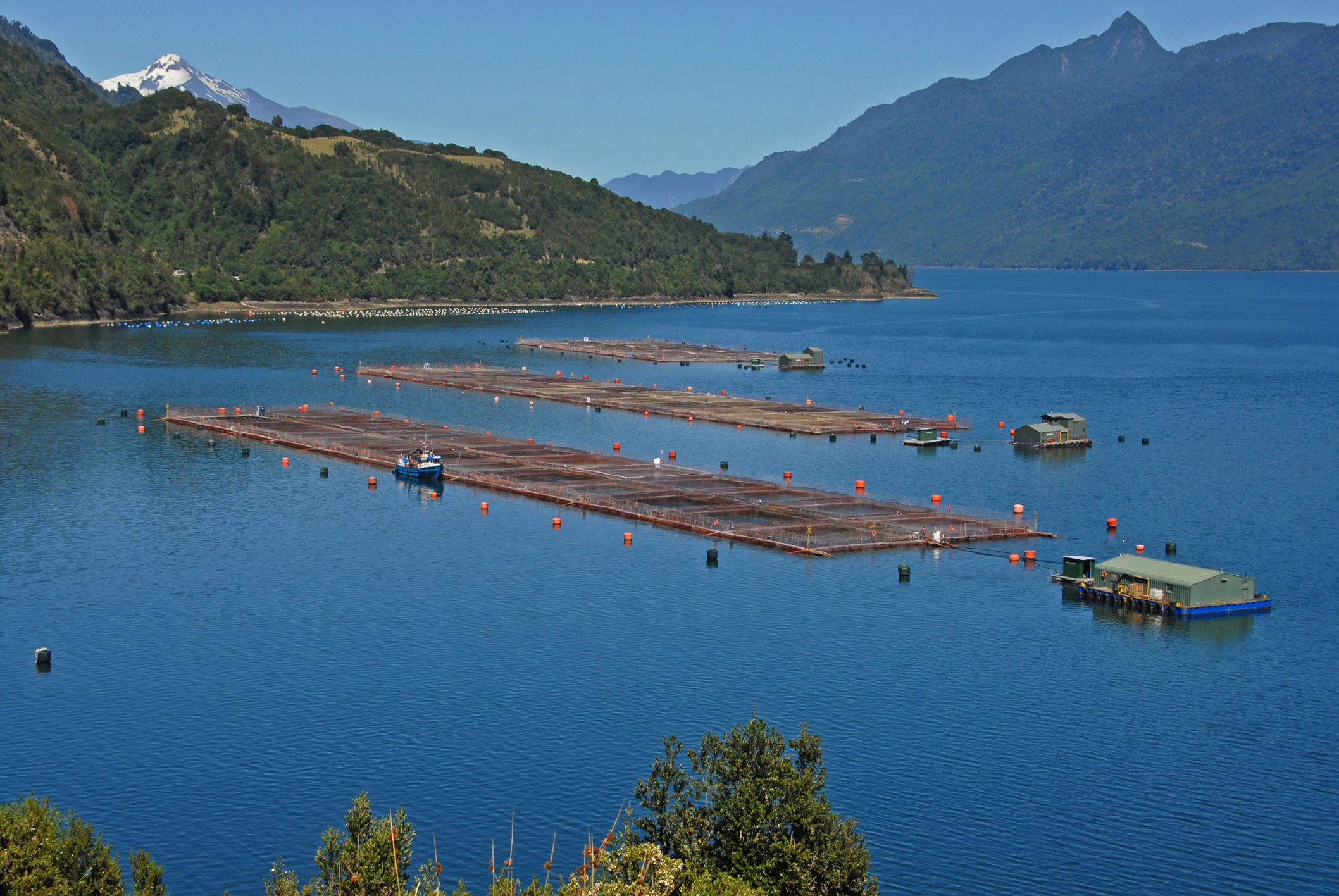 Universidades de la Patagonia se unen para reducir el uso de antibióticos en la salmonicultura