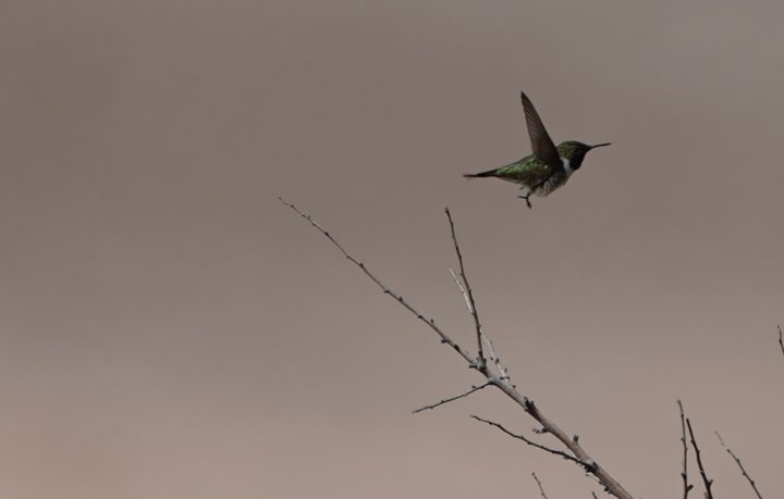 Esperanza para la biodiversidad: Picaflor de Arica reaparece en Chaca tras más de una década sin registros