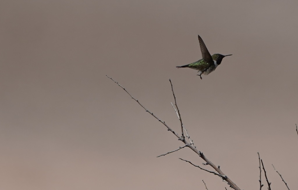Esperanza para la biodiversidad: Picaflor de Arica reaparece en Chaca tras más de una década sin registros