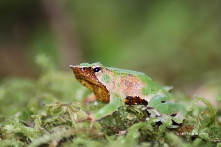 Es oficial: Publican Plan RECOGE para proteger a las ranitas de Darwin
