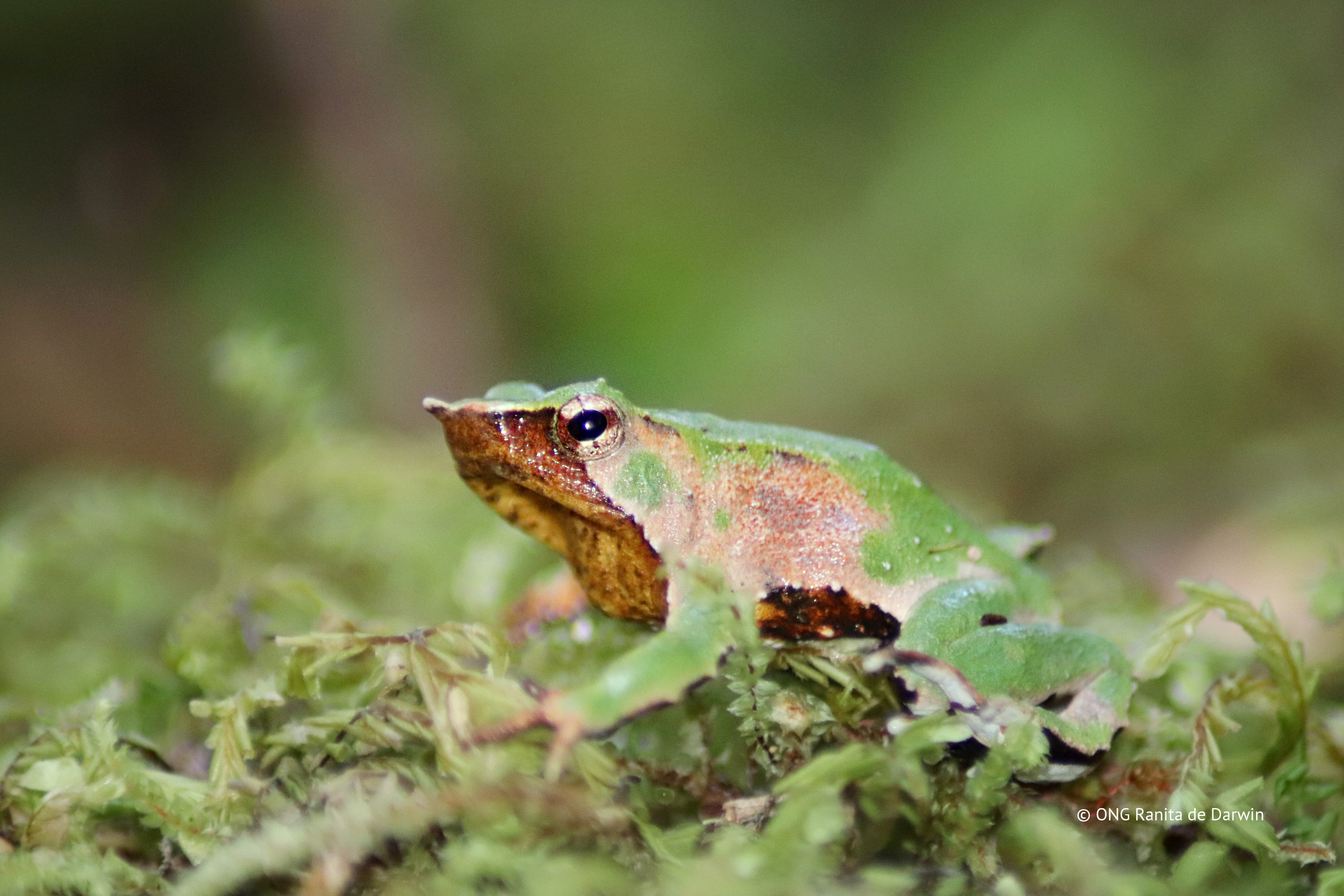 Es oficial: Publican Plan RECOGE para proteger a las ranitas de Darwin