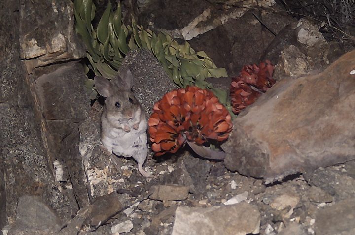 Inéditos registros revelan quiénes polinizan a la Garra de León en el Desierto Florido