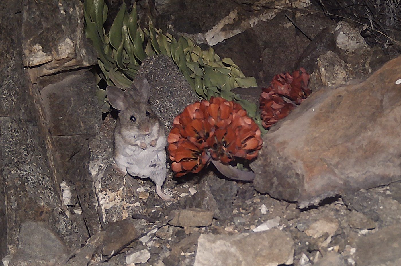 Inéditos registros revelan quiénes polinizan a la Garra de León en el Desierto Florido