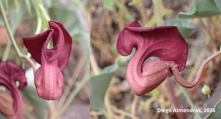 Descubren tres nuevas especies de “orejas de zorro” en Chile