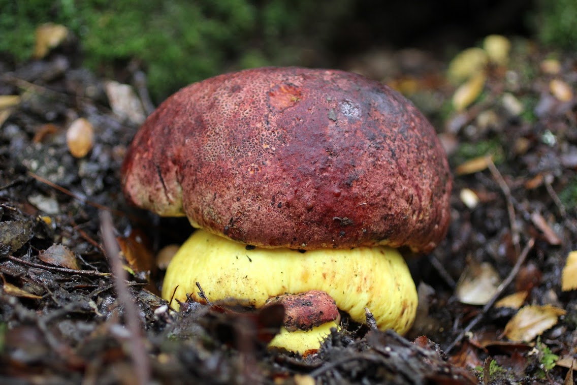 Fundación Fungi y National Geographic impulsan el primer plan de conservación para un hongo en Chile