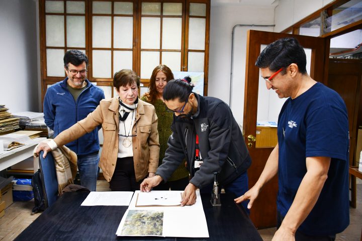 El “alga abanico” se incorpora por primera vez a la colección del Museo Nacional de Historia Natural