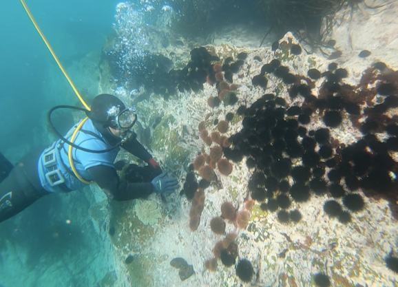 Sobrepoblación de erizos negros estaría devastando los fiordos marinos en Chile