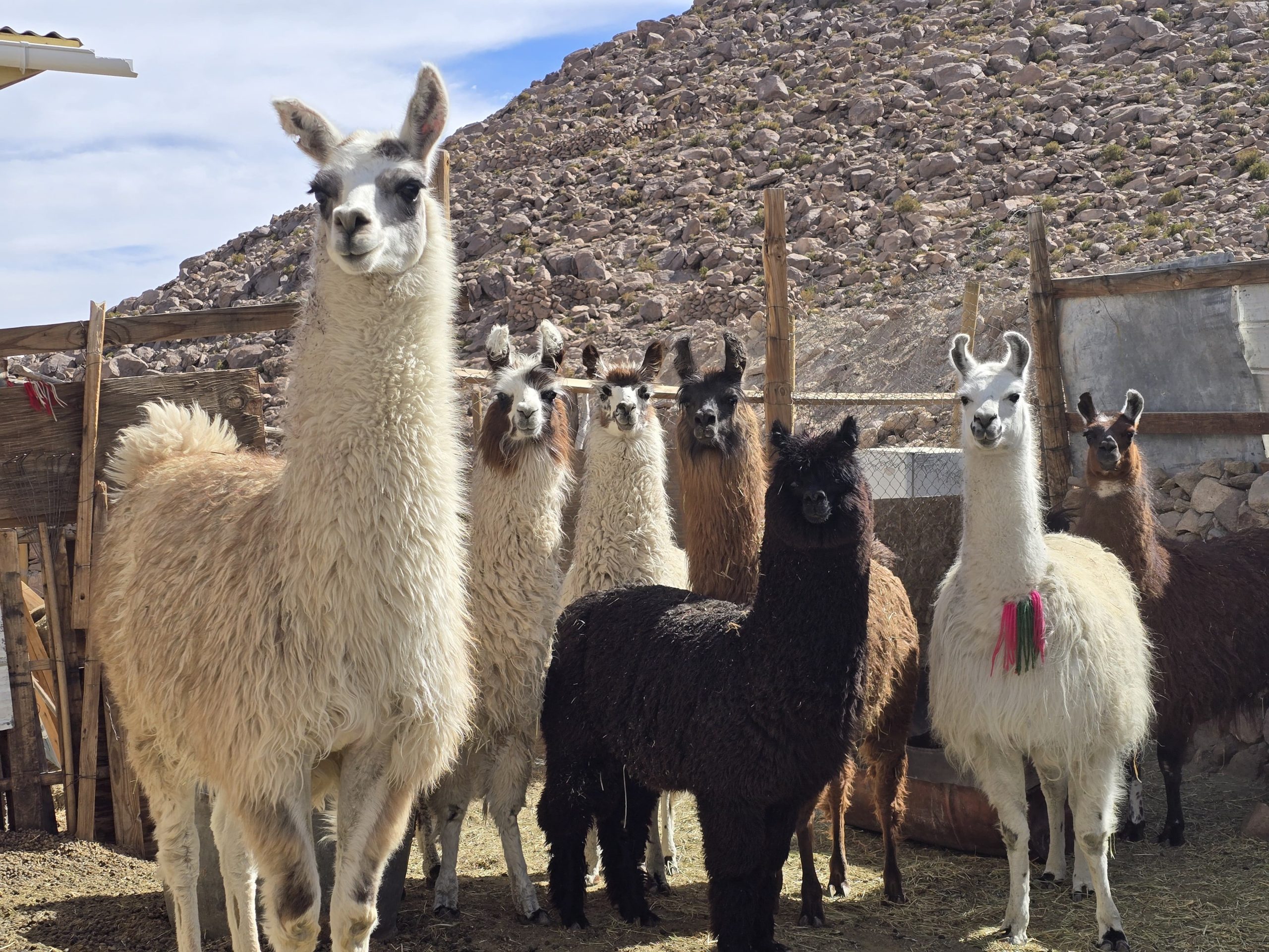 Estudio revela que llamas y alpacas habitaron costas y valles del norte de Chile hace 2.000 años