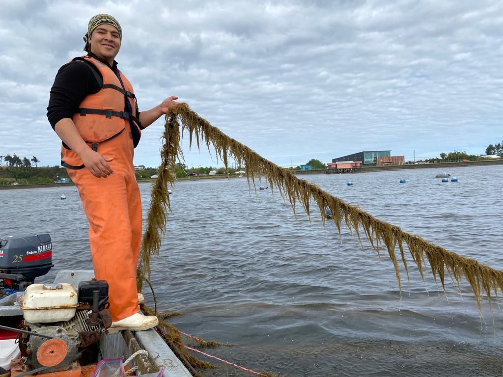 Estudio en Maullín entrega claves para proteger el cultivo del alga pelillo en el sur de Chile
