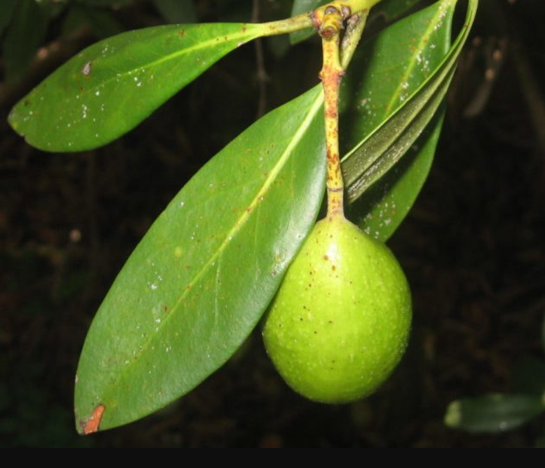 Aceite de árbol chileno muestra potencial como tratamiento contra el cáncer