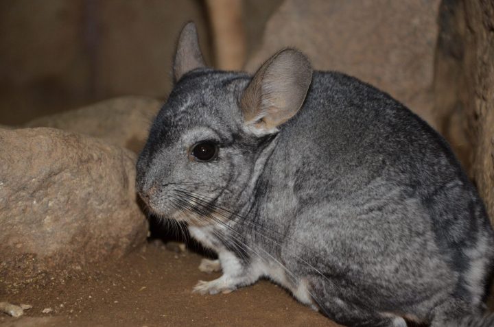 El futuro de la chinchilla: Los esfuerzos científicos para rescatar a un ícono en peligro crítico