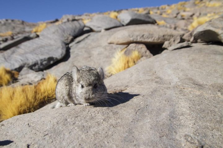 El futuro de la chinchilla: Los esfuerzos científicos para rescatar a un ícono en peligro crítico