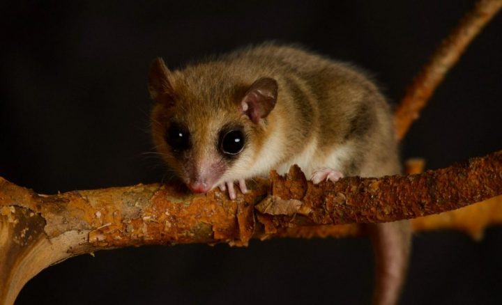 Estudio en Parque Oncol revela el impacto de los caminos en el monito del monte y el chucao