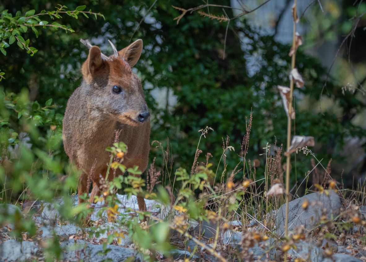 Pudúes rehabilitados por la U. de Concepción inician nueva etapa de conservación en el Zoológico Metropolitano