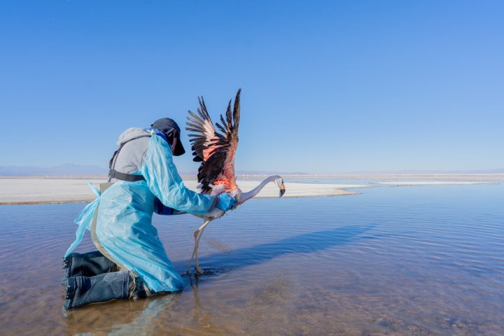 Ciencia y comunidad se unen para proteger al flamenco altoandino en el norte de Chile