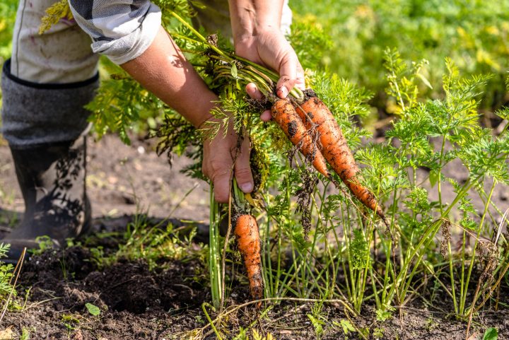 Sostenibilidad y justicia territorial: El proyecto chileno que busca transformar los sistemas alimentarios