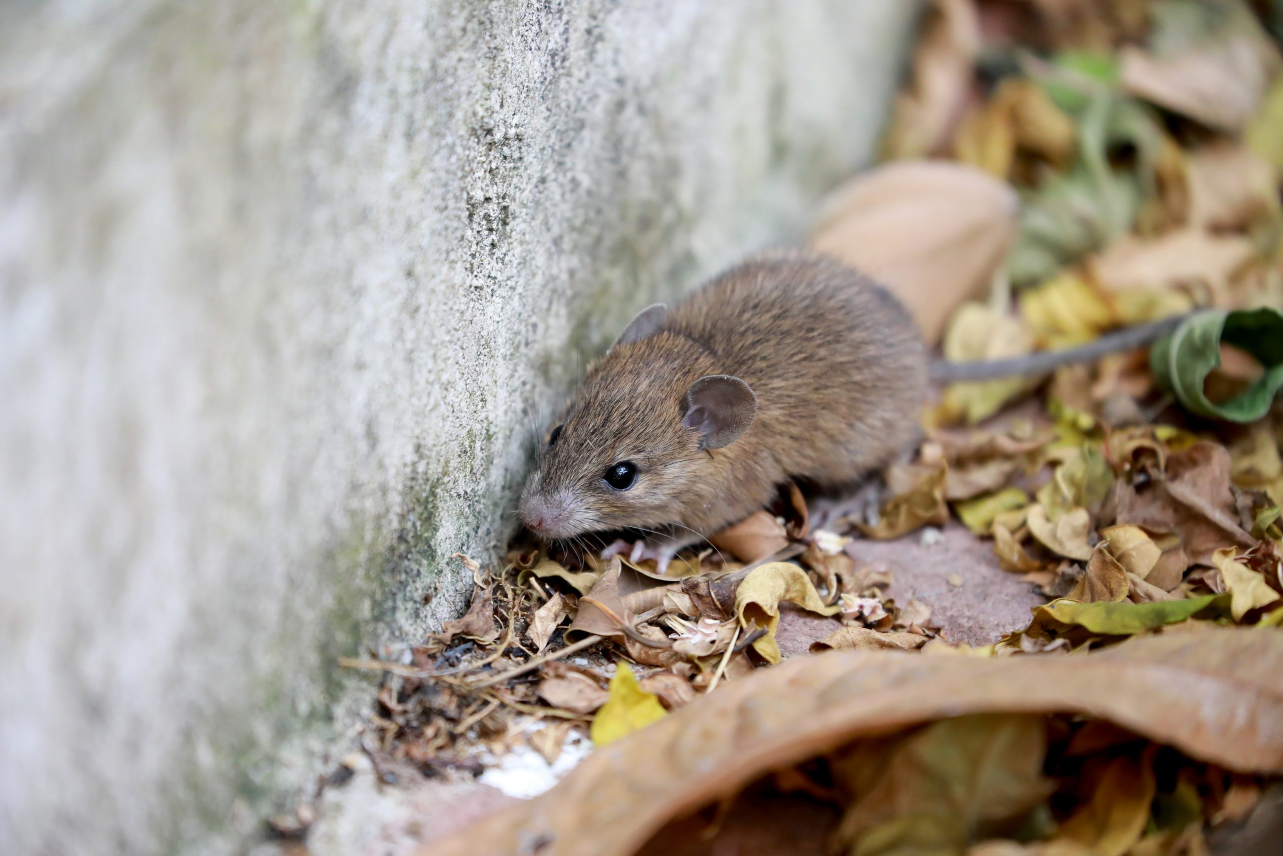 OMS descarta riesgo de pandemia tras brote de Hantavirus: 