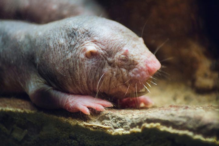 ¿Por qué algunos roedores viven en sociedades complejas? Estudio profundiza en su evolución