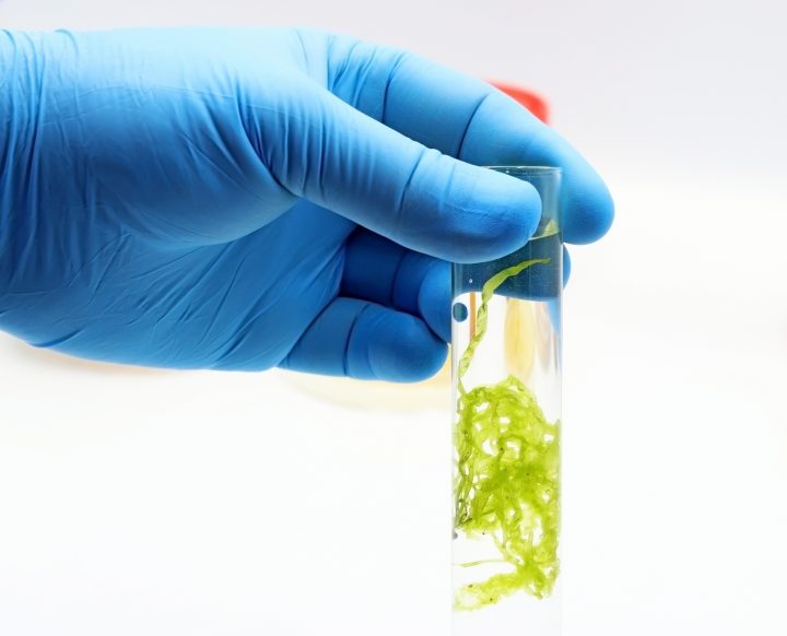 Innovación chilena que produce microalgas obtiene fondos para crear productos cosméticos