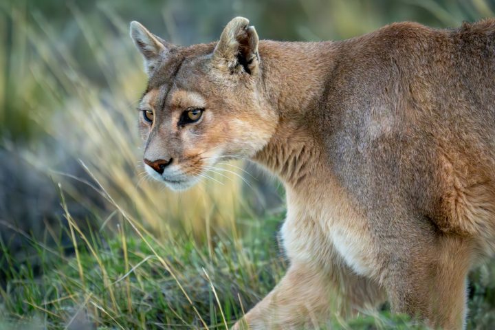 Tras avistamientos de pumas en Paine: ¿Qué hacer ante un encuentro con esta especie?