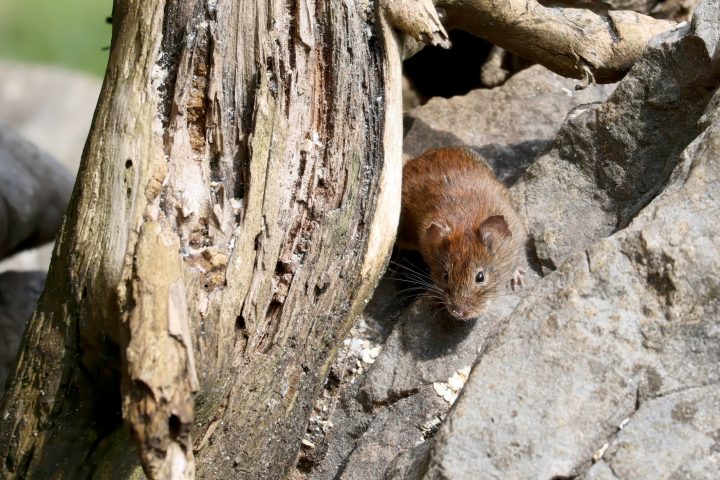 Brote hantavirus en crucero: Experto aclara los riesgos de la variante Andes