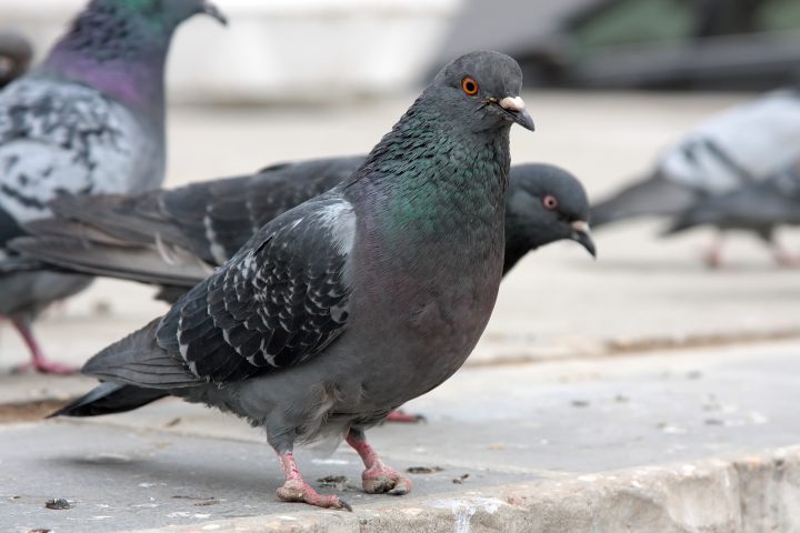 Científicos descubren que la orientación de las palomas estaría en el hígado