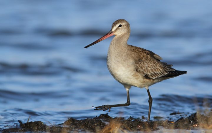 El rol de los ecosistemas de Chile en la supervivencia de las aves migratorias